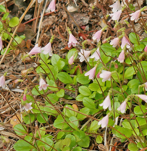 Linnaea borealis (twinflower) (alternate view 4)