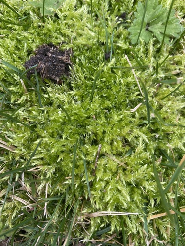 Calliergonella cuspidata (Pointed Spear-moss)