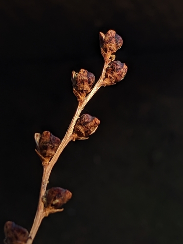 Epifagus virginiana (Beechdrops) (alternate view 7)