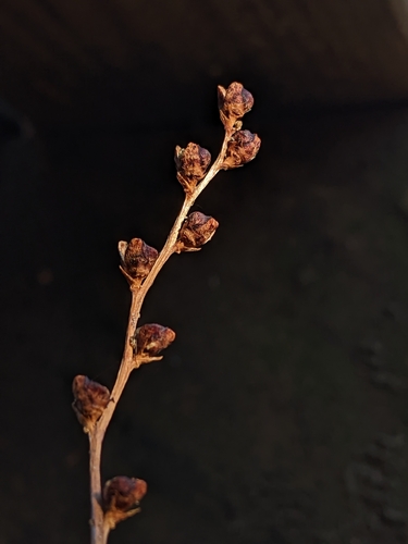 Epifagus virginiana (Beechdrops) (alternate view 8)