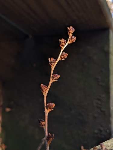 Epifagus virginiana (Beechdrops) (alternate view 9)