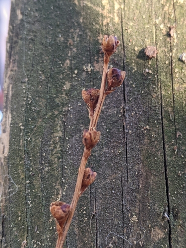 Epifagus virginiana (Beechdrops) (alternate view 10)
