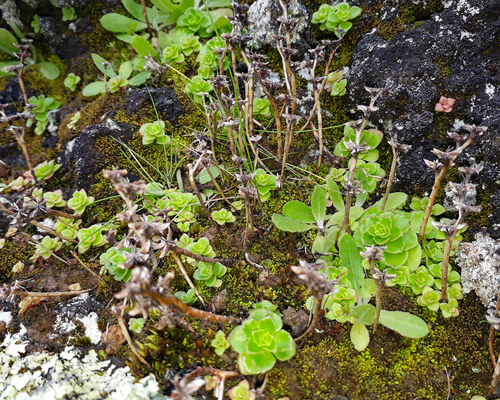 Phedimus (False Stonecrops) (alternate view 8)