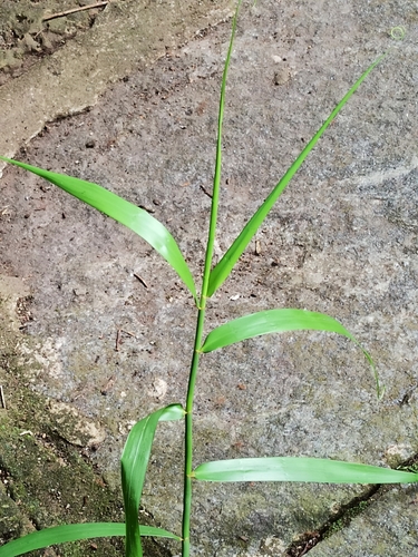 Flagellaria indica (Indian Bushcane) (alternate view 5)