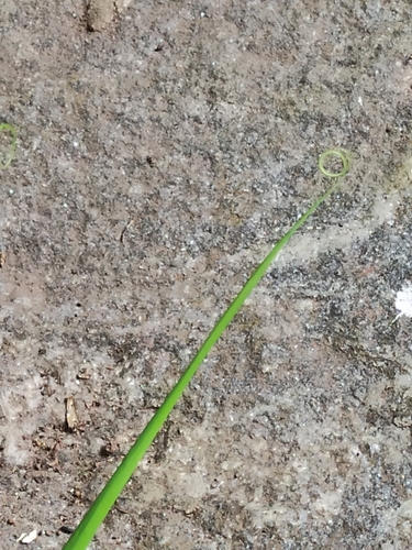 Flagellaria indica (Indian Bushcane) (alternate view 6)
