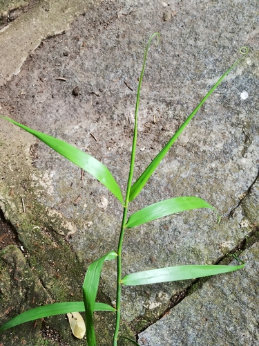 Flagellaria indica (Indian Bushcane) (alternate view 7)