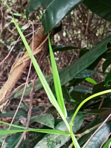 Flagellaria indica (Indian Bushcane) (alternate view 8)