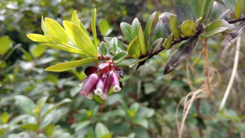 Cavendishia (alternate view 8)