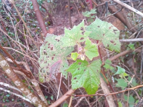 Urena lobata (Caesar weed) (alternate view 6)