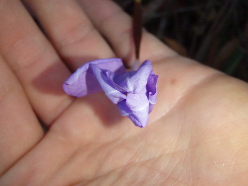 Patersonia glabrata (Leafy Purple Flag) (alternate view 9)