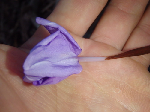 Patersonia glabrata (Leafy Purple Flag) (alternate view 8)