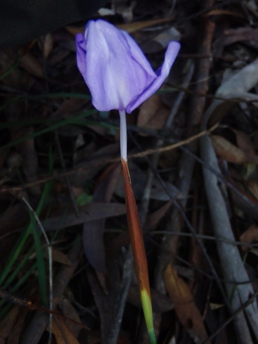 Patersonia glabrata (Leafy Purple Flag) (alternate view 7)