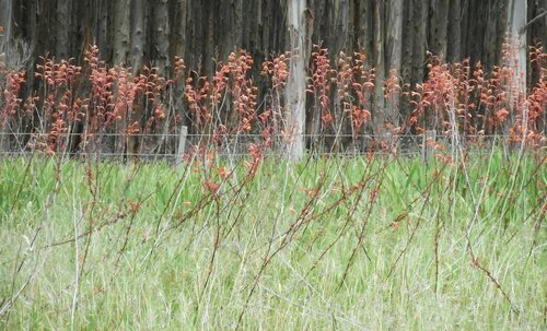 Watsonia meriana (Bulbil Bugle-lily) (alternate view 2)