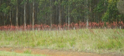 Watsonia meriana (Bulbil Bugle-lily) (alternate view 3)