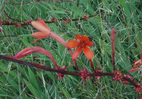 Watsonia meriana (Bulbil Bugle-lily) (alternate view 4)