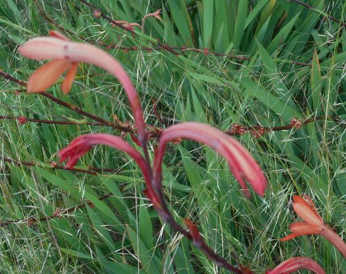 Watsonia meriana (Bulbil Bugle-lily) (alternate view 5)