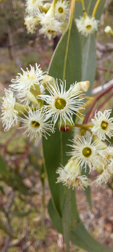 Eucalyptus fasciculosa (Pink Gum) (alternate view 5)