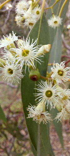 Eucalyptus fasciculosa (Pink Gum) (alternate view 6)
