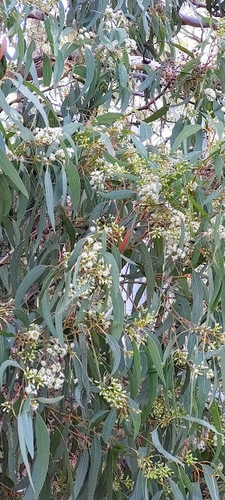 Eucalyptus fasciculosa (Pink Gum) (alternate view 7)