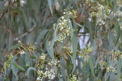 Eucalyptus fasciculosa (Pink Gum) (alternate view 8)
