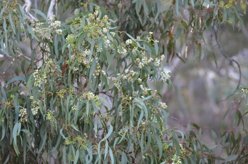 Eucalyptus fasciculosa (Pink Gum) (alternate view 9)