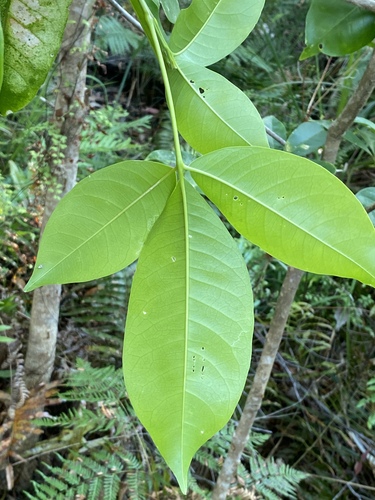 Melicope elleryana (pink-flowered doughwood) (alternate view 2)