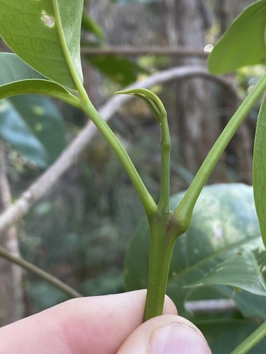 Melicope elleryana (pink-flowered doughwood) (alternate view 3)