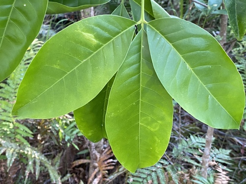 Melicope elleryana (pink-flowered doughwood) (alternate view 5)