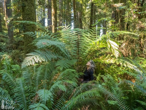 Dicksonia antarctica (man fern) (alternate view 9)