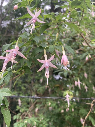 Fuchsia magellanica (hardy fuchsia) (alternate view 6)
