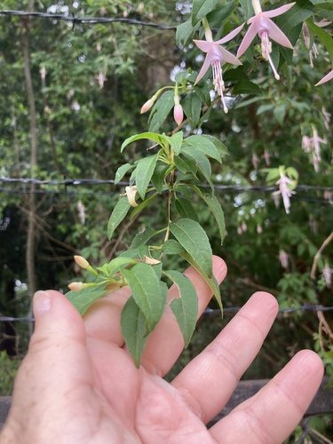 Fuchsia magellanica (hardy fuchsia) (alternate view 7)