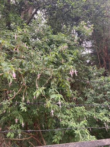 Fuchsia magellanica (hardy fuchsia) (alternate view 8)