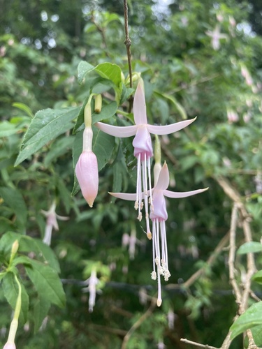 Fuchsia magellanica (hardy fuchsia) (alternate view 9)