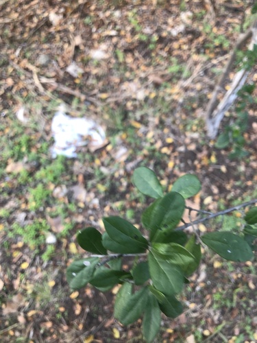 Diospyros texana (Texas Persimmon) (alternate view 5)