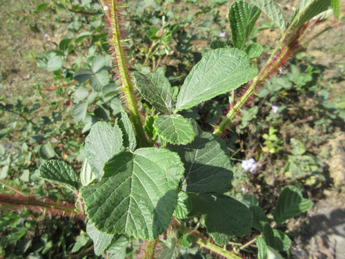 Rubus ellipticus (Golden Raspberry) (alternate view 5)