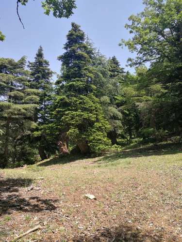 Abies numidica (Algerian Fir) (alternate view 5)