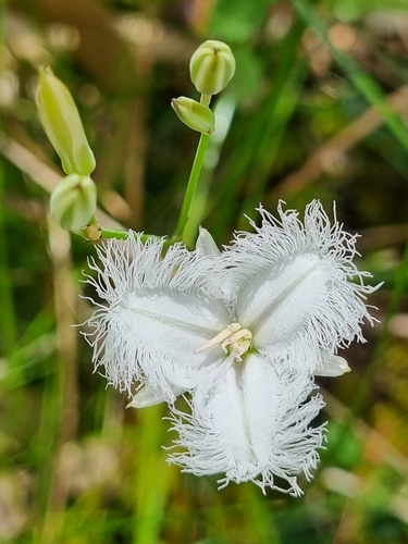 Thysanotus tuberosus (Common Fringe-lily) (alternate view 9)