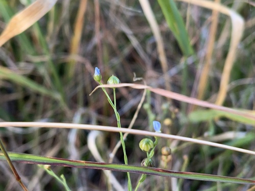 Linum marginale (Australian Flax) (alternate view 5)
