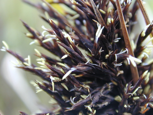 Gahnia radula (Thatch Saw-sedge) (alternate view 4)