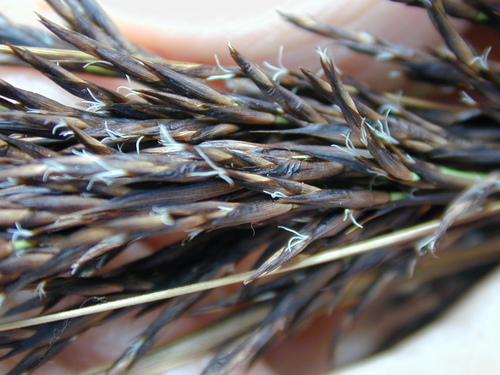 Gahnia radula (Thatch Saw-sedge) (alternate view 5)