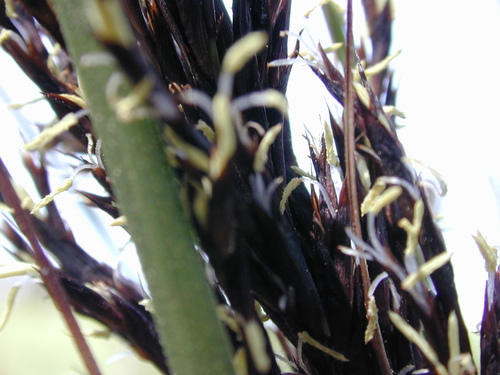Gahnia radula (Thatch Saw-sedge) (alternate view 3)