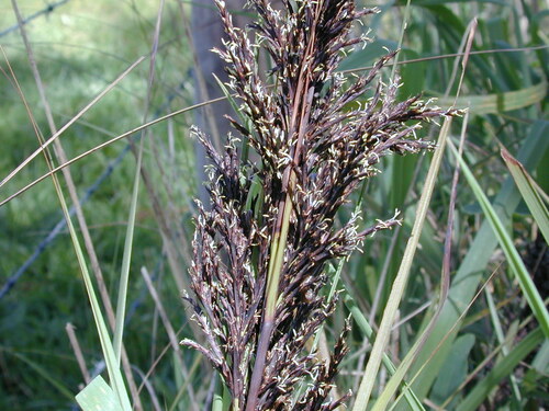 Gahnia radula (Thatch Saw-sedge)