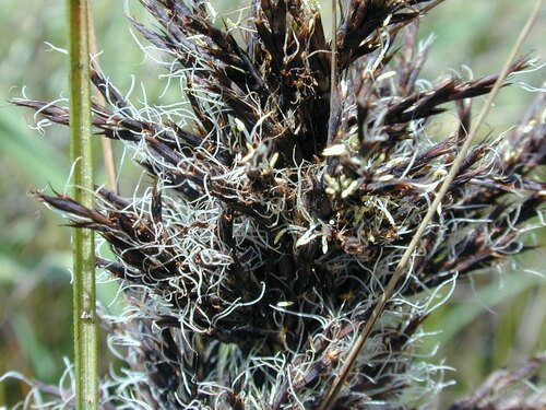 Gahnia radula (Thatch Saw-sedge) (alternate view 2)