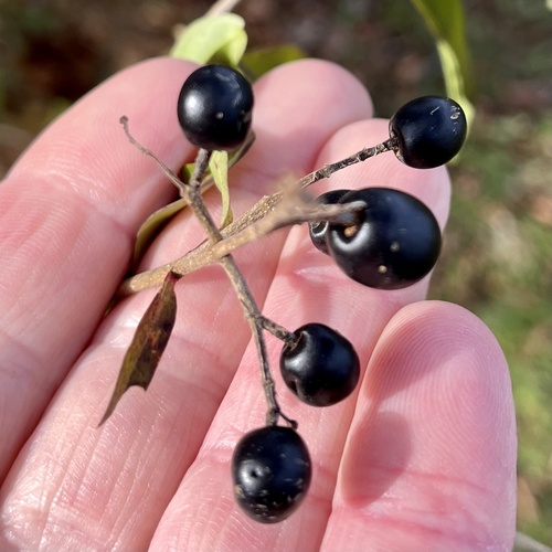 Ligustrum vulgare (common privet) (alternate view 3)