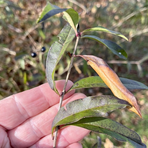 Ligustrum vulgare (common privet) (alternate view 4)