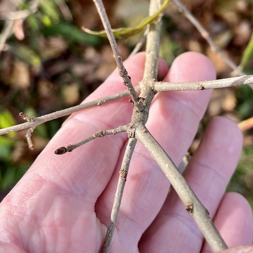 Ligustrum vulgare (common privet) (alternate view 5)