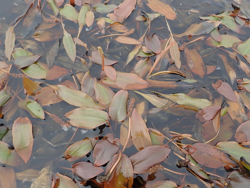 Potamogeton polygonifolius (Bog Pondweed)