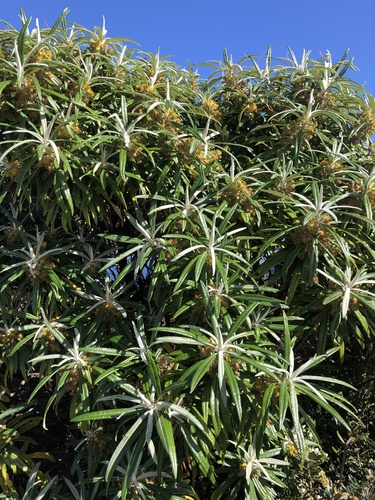 Bedfordia salicina (Blanket Bush) (alternate view 4)