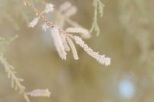 Tamarix (Tamarisks) (alternate view 7)