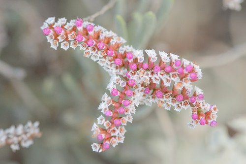 Limonium (Sea-Lavenders)